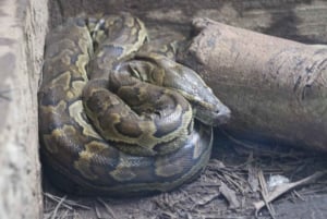 Zanzíbar: Bosque de Jozani, tour por el santuario de mariposas y tortugas