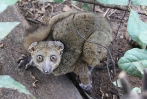 Zanzíbar: Bosque de Jozani, tour por el santuario de mariposas y tortugas