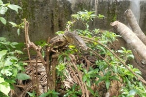 Zanzíbar: Bosque de Jozani, tour por el santuario de mariposas y tortugas