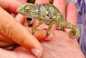 ザンジバル：ジョザニの森、巨大カメ、ムテンデビーチのツアーをご案内いたします