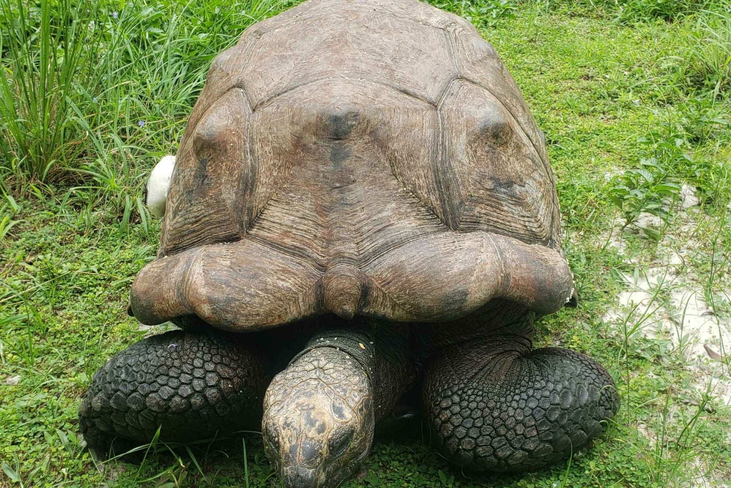 Zanzibar: Jozani forest & Giant Tortoises Sanctuary day tour