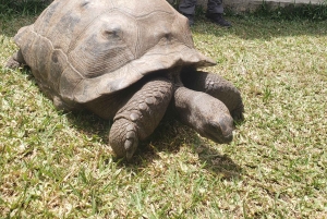 Zanzibar: Jozani forest & Giant Tortoises Sanctuary day tour