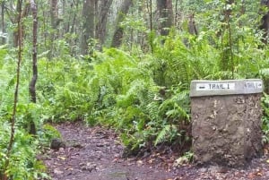 ZANZÍBAR: tour guiado por el bosque de Jozani y restaurante The Rock