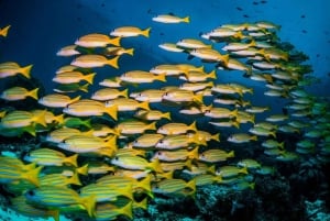 Zanzibar : visite privée de la forêt de Jozani, de Kuza et du Blue Lagoon