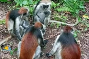 Zanzibar: Jozani Forest, Kuza Cave & Blue Lagoon | Full day