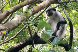 Zanzibar: Jozani Forest, Kuza Cave & Blue Lagoon | Full day