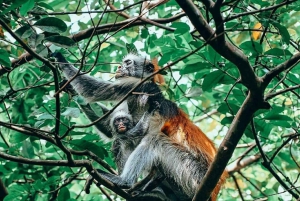 Zanzibar: Jozani Forest, Kuza Cave & Blue Lagoon | Full day