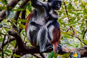 Zanzibar: Jozani Forest, Kuza Cave & Blue Lagoon | Full day