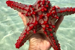 Zanzibar: Floresta Jozani, Caverna Kuza, Praia de Paje e The Rock