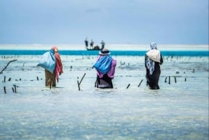 Zanzibar: Floresta Jozani, Caverna Kuza, Praia de Paje e The Rock