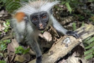 Zanzibar: floresta de Jozani, gruta de Kuza e tour pelo restaurante Rock