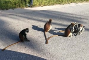 Zanzibar: floresta de Jozani, gruta de Kuza e tour pelo restaurante Rock