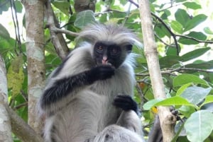 Zanzibar: floresta de Jozani, gruta de Kuza e tour pelo restaurante Rock