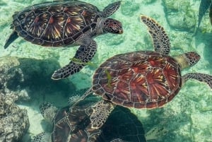 ザンジバル：ジョザニの森、クザの洞窟、ロックレストランのツアーをご案内いたします