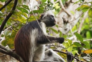 ザンジバル：ジョザニの森、クザの洞窟、ロックレストランのツアーをご案内いたします