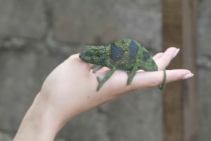 Sansibar: Jozani Forest, lokaler Zoo und Schwimmen mit Schildkröten
