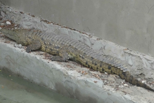 Zanzibar: Jozani Forest, Local Zoo and Swimming with Turtles