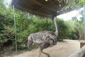 Zanzibar: Jozani Forest, Local Zoo and Swimming with Turtles