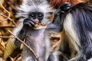 Sansibar: Jozani-Wald, Maalum-Höhle und Mtende Beach Tour