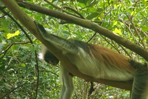 Zanzibar: floresta de Jozani, caverna de Maalum e passeio pela praia de Mtende