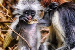 Zanzibar: floresta de Jozani, caverna de Maalum e passeio pela praia de Mtende