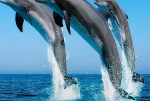 ZANZIBAR: Jozani Forest & Mnemba Dolphin Snorkeling met BBQ