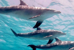 ZANZIBAR: Jozani Forest & Mnemba Dolphin Snorkeling met BBQ