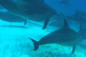 ZANZIBAR: Jozani Forest & Mnemba Dolphin Snorkeling met BBQ