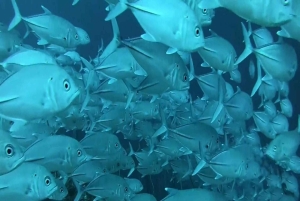 ZANZIBAR: Jozani Forest & Mnemba Dolphin Snorkeling met BBQ