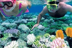 ZANZIBAR: Jozani Forest & Mnemba Dolphin Snorkeling met BBQ