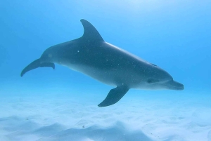 ZANZIBAR: Jozani Forest & Mnemba Dolphin Snorkeling met BBQ