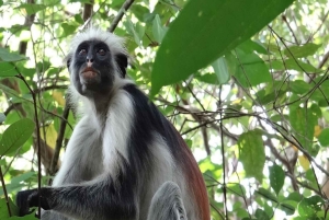 ZANZIBAR: Jozani Forest & Mnemba Dolphin Snorkeling met BBQ