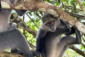 ZANZIBAR: Jozani Forest & Mnemba Dolphin Snorkeling met BBQ