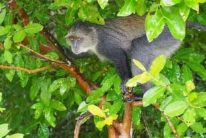 Zanzibar: Jozani Forest Monkey Tour og The Rock Restaurant