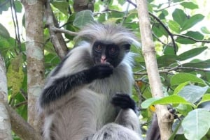 Zanzibar: Jozani Forest Monkey Tour og The Rock Restaurant