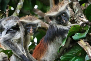 ZANZIBAR: Jozani Forest Monkey Tour and The Rock Restaurant