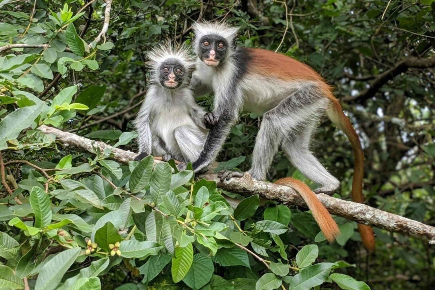 Zanzibar : forêt de Jozani, singes et dîner au Rock