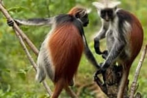 Zanzíbar: bosque de Jozani y banco de arena de Nakupenda con barbacoa