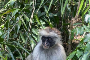 Zanzíbar: bosque de Jozani y banco de arena de Nakupenda con barbacoa