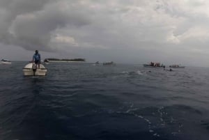 Zanzibar: Park Narodowy Jozani Forest i spotkanie z delfinami