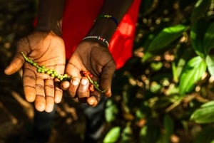 Zanzibar: Excursão de um dia à floresta de Jozani, à quinta de especiarias, à natureza e aos sabores