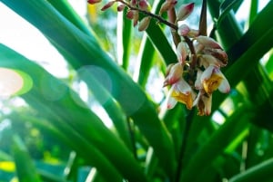 Zanzibar: Excursão de um dia à floresta de Jozani, à quinta de especiarias, à natureza e aos sabores