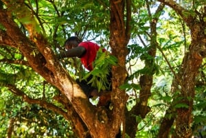 Zanzibar: Excursão de um dia à floresta de Jozani, à quinta de especiarias, à natureza e aos sabores