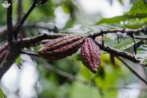 Zanzibar: Excursão de um dia à floresta de Jozani, à quinta de especiarias, à natureza e aos sabores