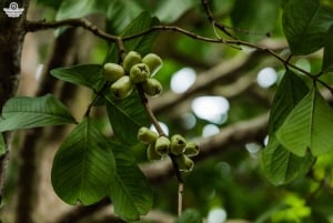 Zanzibar: Excursão de um dia à floresta de Jozani, à quinta de especiarias, à natureza e aos sabores