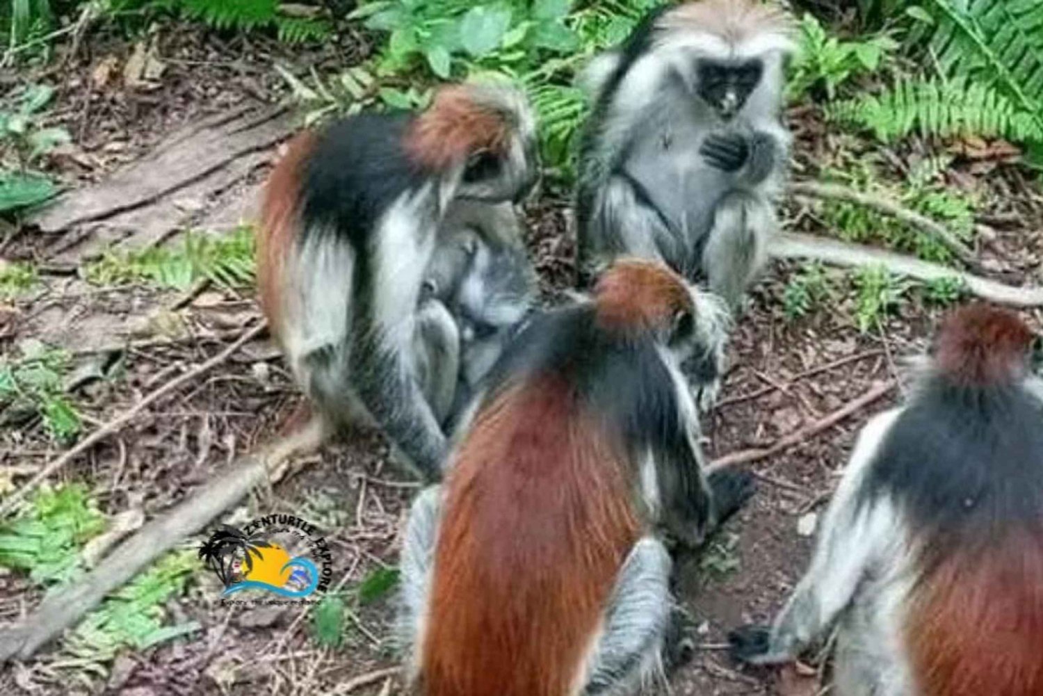 Zanzíbar: tour guiado por el Parque Nacional del Bosque de Jozani