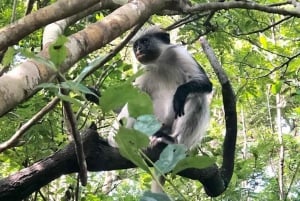 Zanzibar: rondleiding door het Jozani Forest National Park