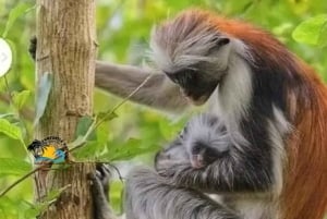 Zanzibar: rondleiding door het Jozani Forest National Park