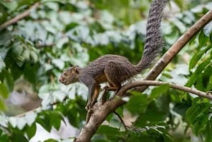 Zanzibar: rondleiding door het Jozani Forest National Park