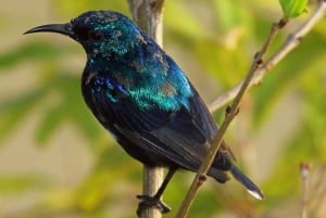 Zanzibar: rondleiding door het Jozani Forest National Park